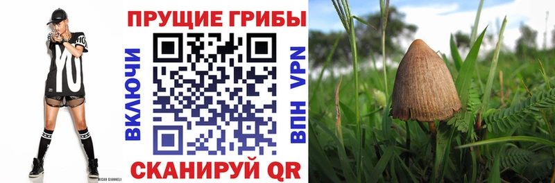 Купить  Вуктыл  Галлюциногенные грибы MAGIC MUSHROOMS 